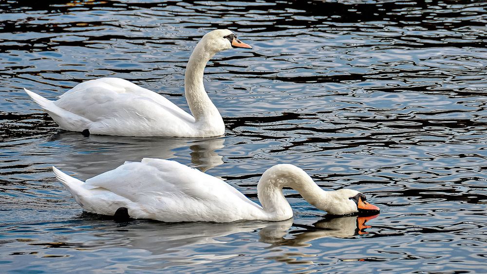 Лебединая верность