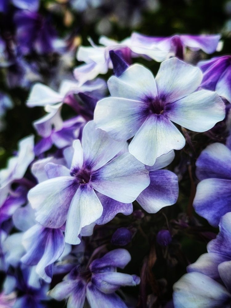 Фотография автора Татьяна Сякина