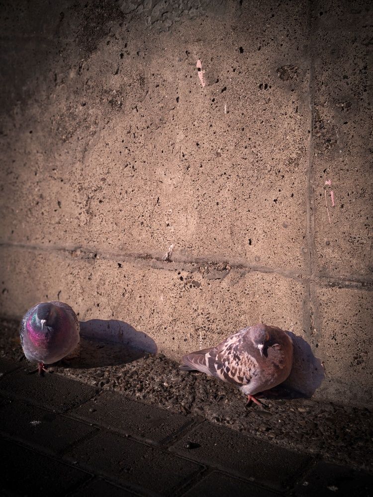 Photo #12980771