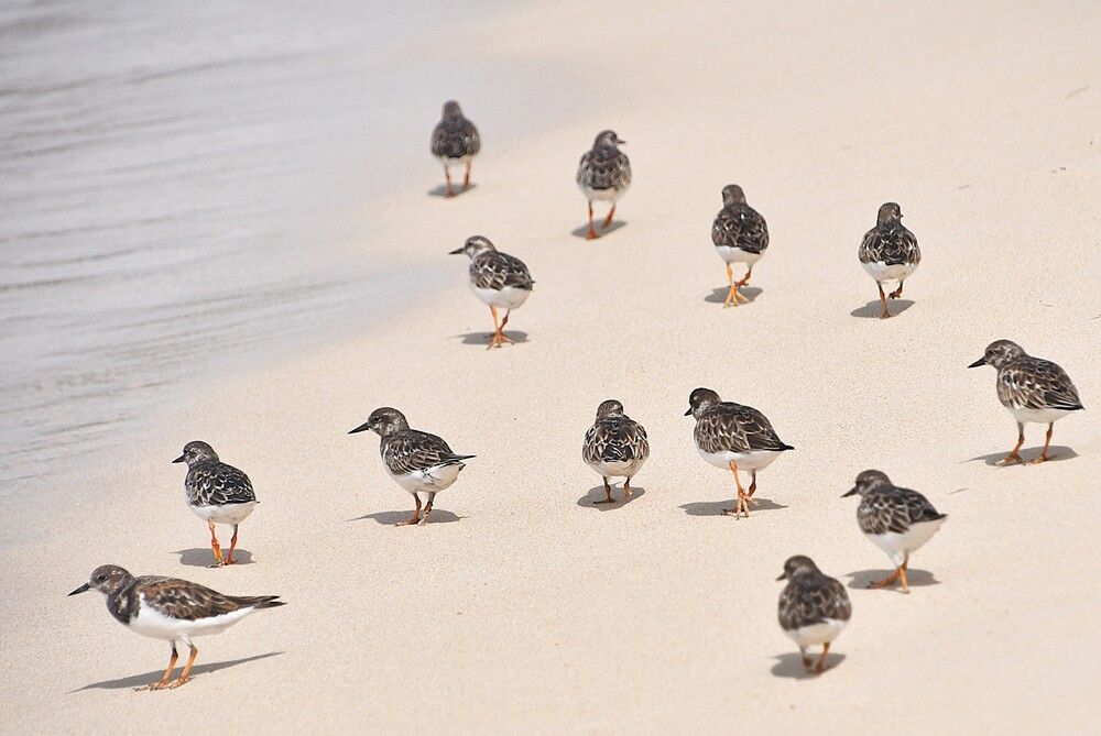 Ruddy Turnstone