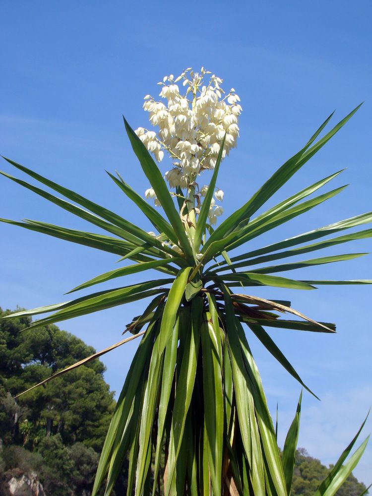 Цветущий кактус