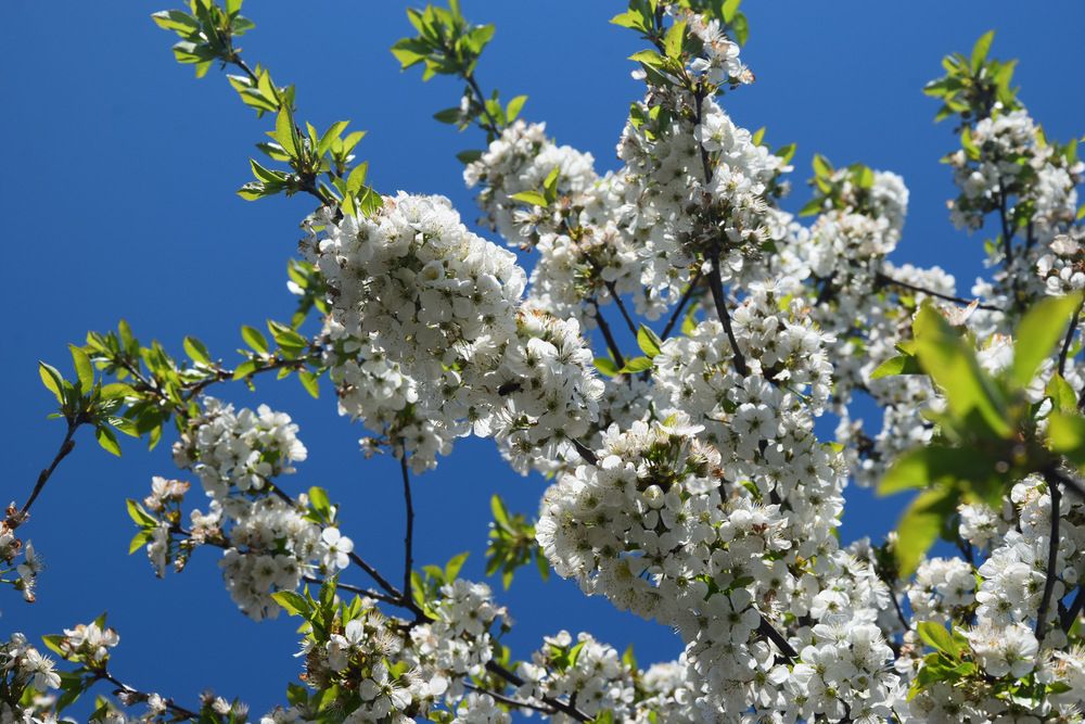 Весной на даче