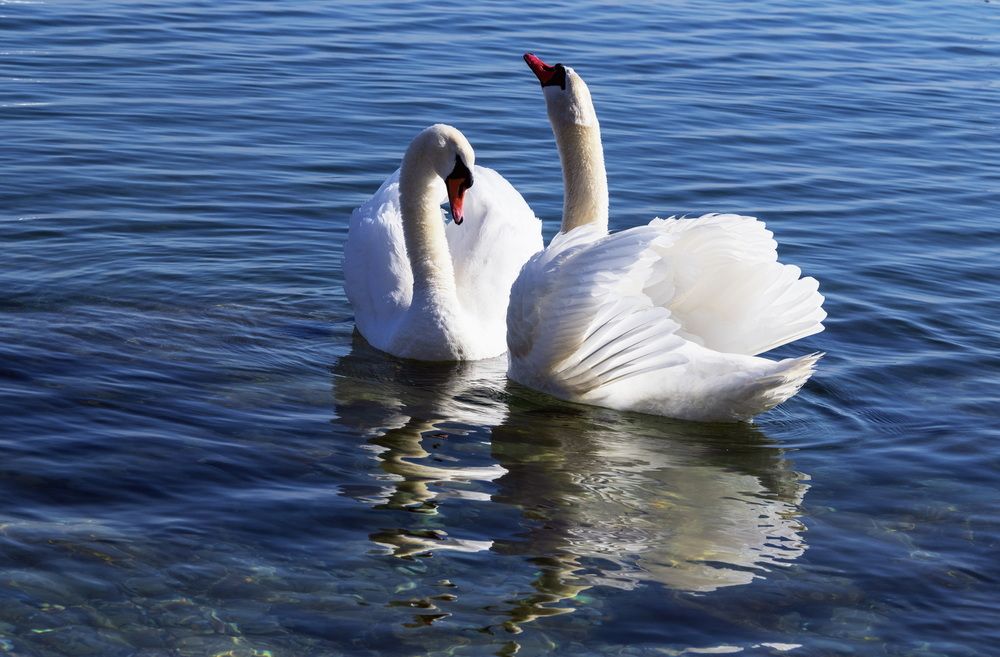 Это любовь...