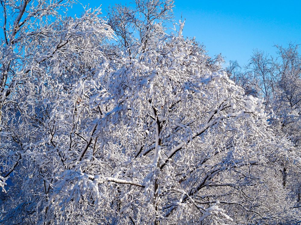 Фотография автора Olena Vorotyntseva