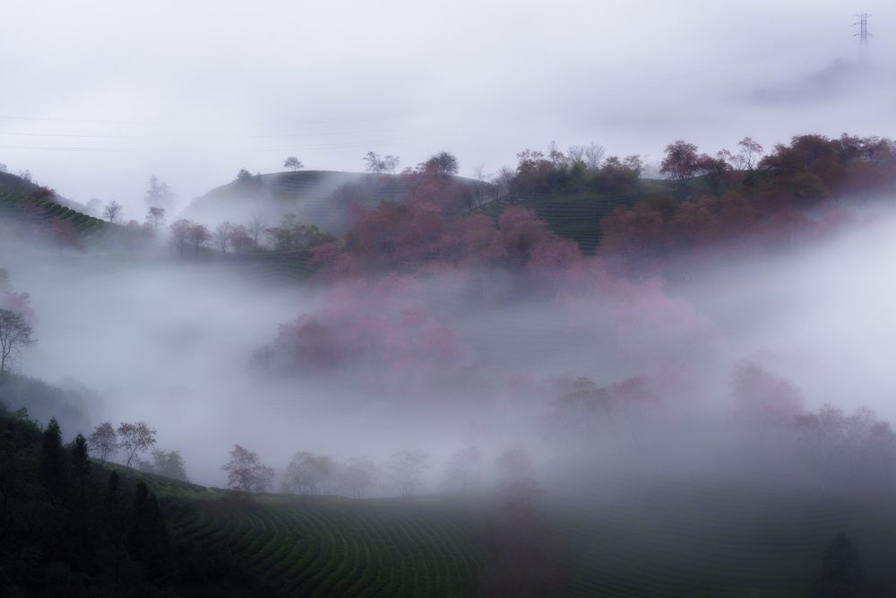 The Swan Song in the Mist
