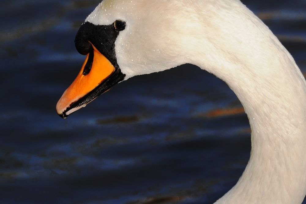 Фотография автора Sergej Roor