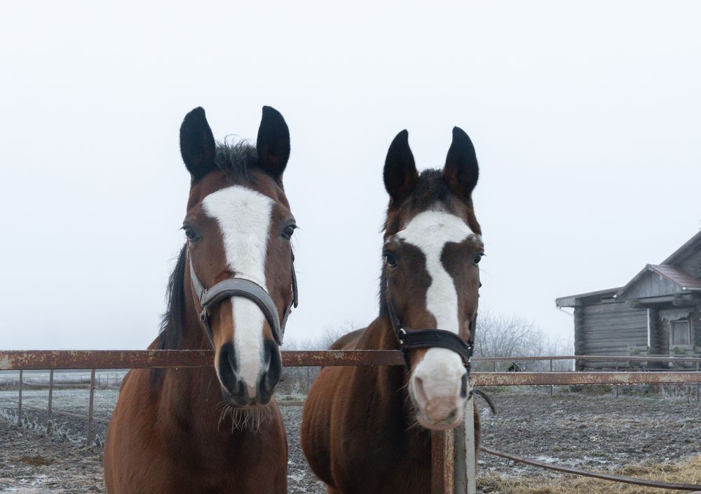 Фотография автора Olga Konkova