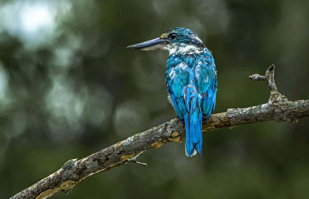 Photograph by Saumi Biswas