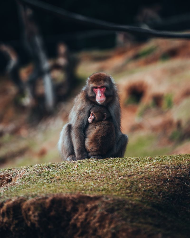 Maternal care.