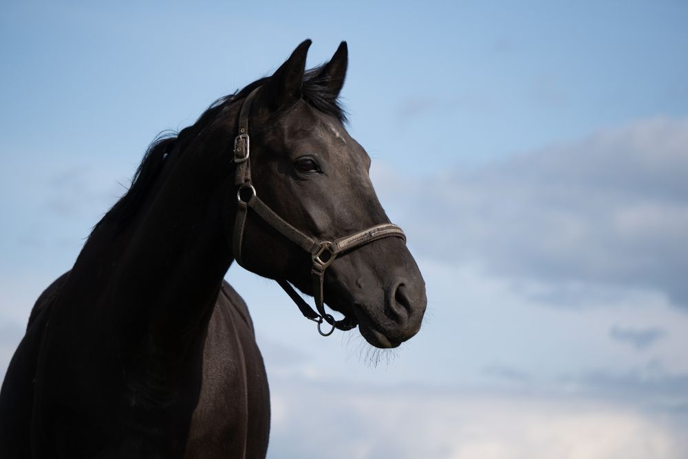 Фотография автора Olga Konkova