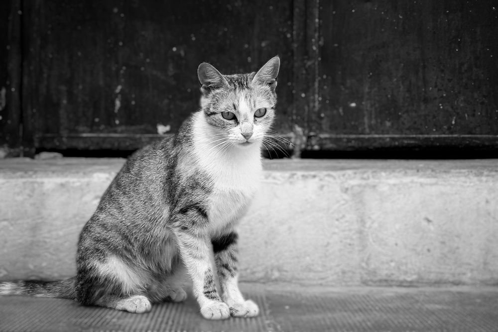 Photograph by Zineddine Benrabah