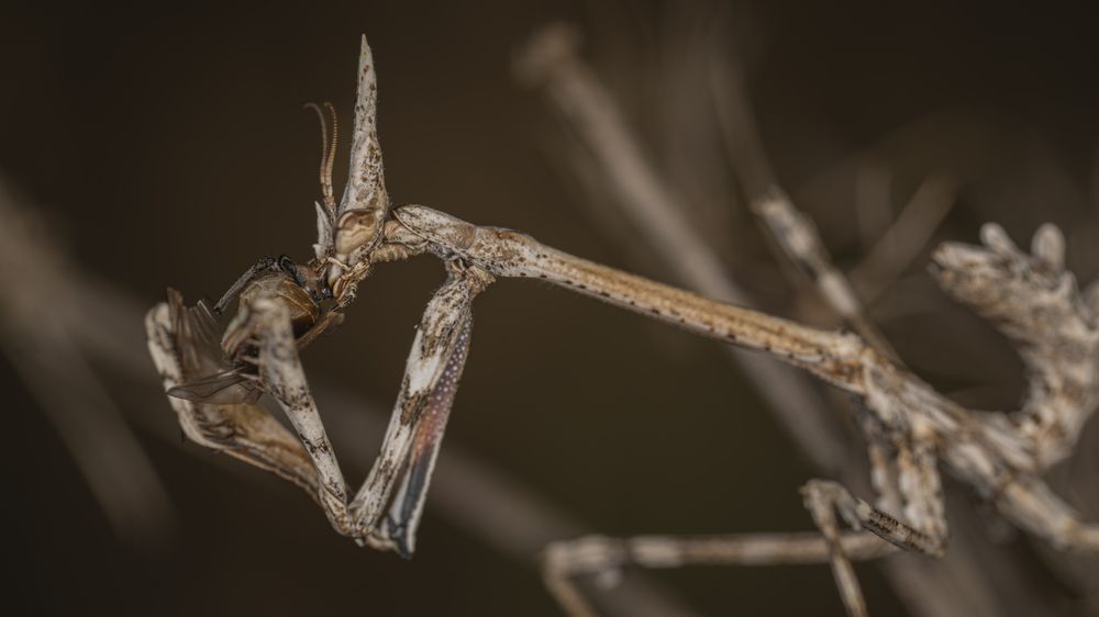 cone head Mantis