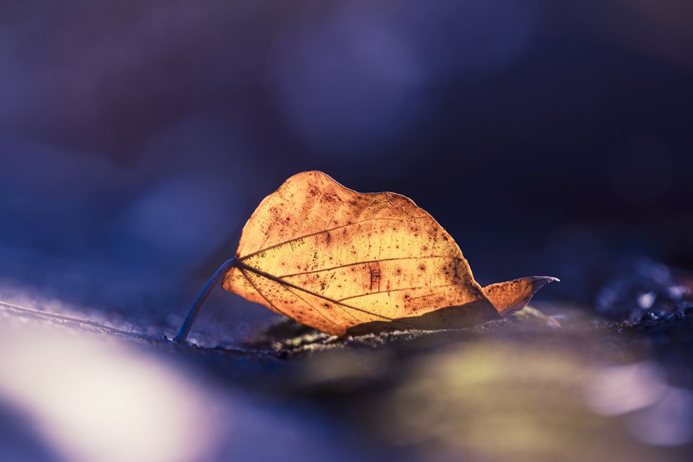 Photograph by KOHAGI