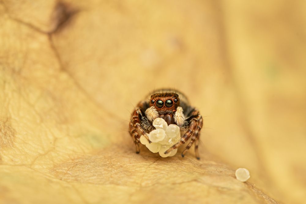 Carrhotus viduus — A Family Bound by Survival