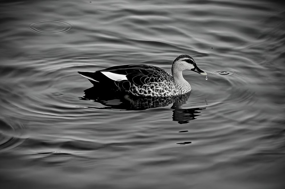 The Duck