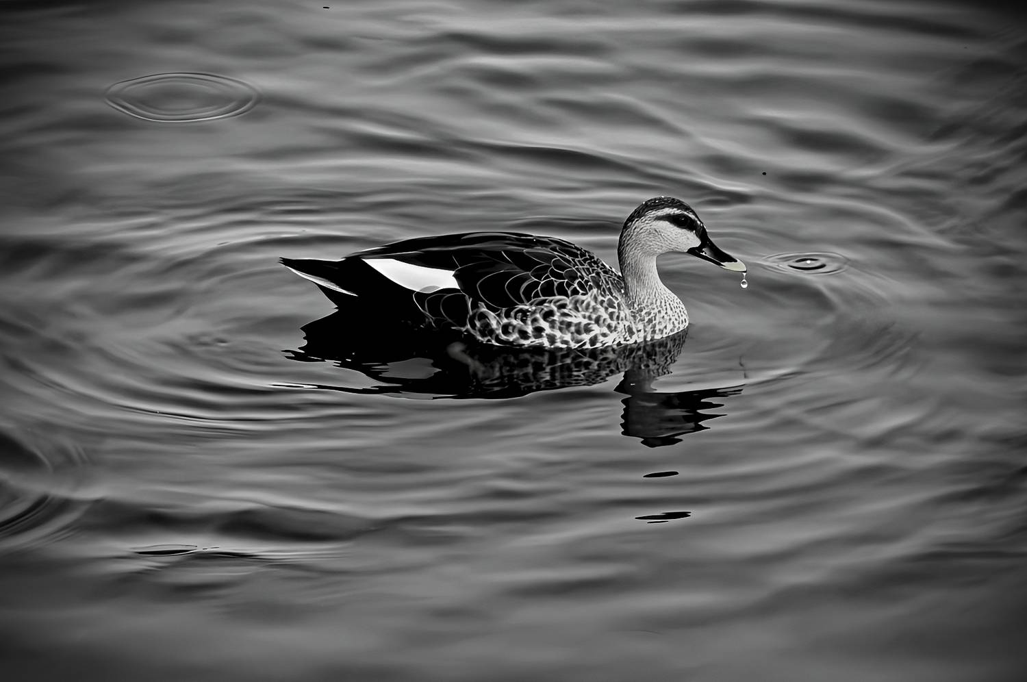 The Duck