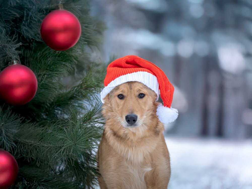 Photograph by Dina Damotseva