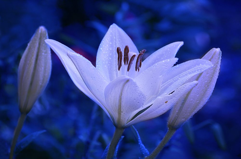 Photograph by Соколова Елена