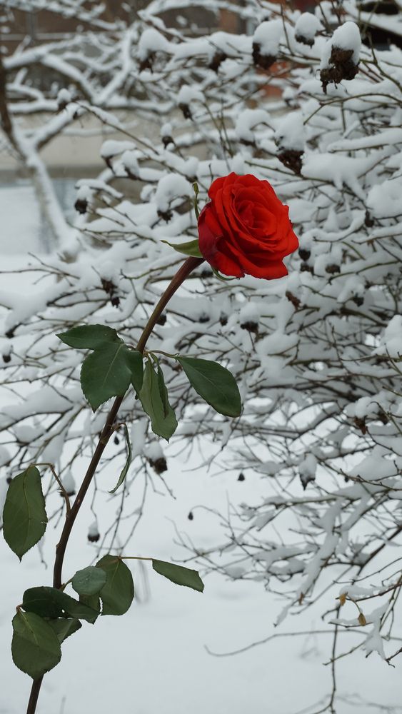 Photograph by Игорь Тамми