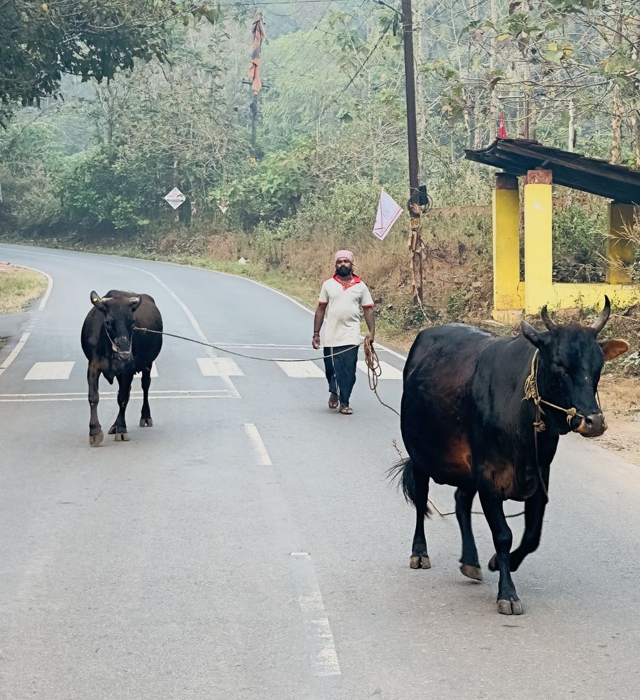 An animal lover in the countryside