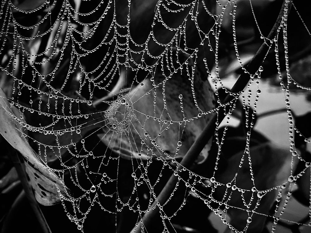 Фотография автора BIPLAB MISRA