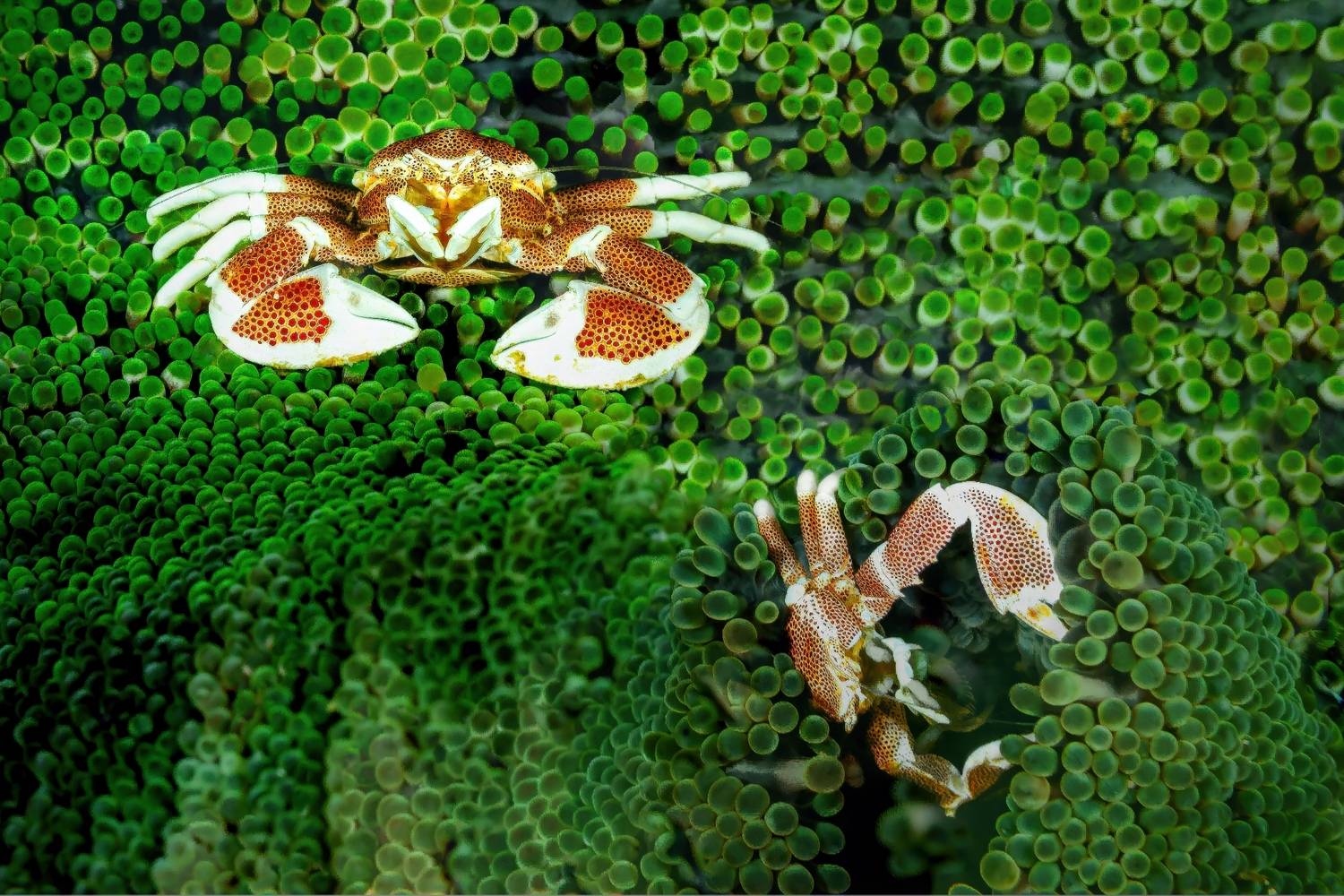 Фотография #12984268