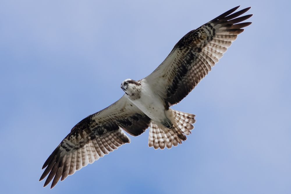 Photograph by KOHAGI