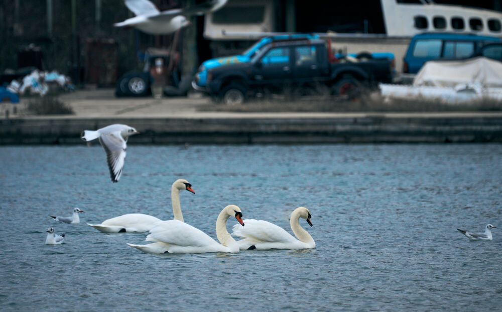 Photograph by Константин Громов