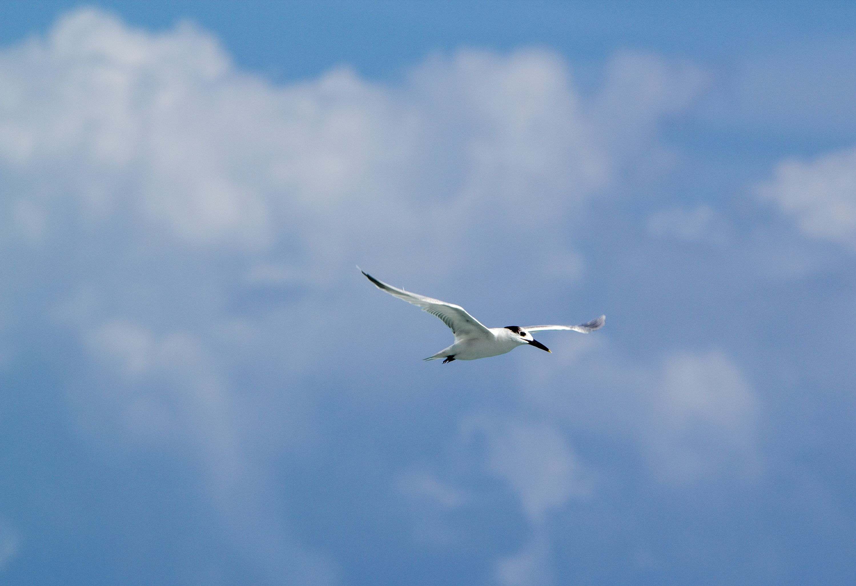 Photograph by Evelyn Carnot Montes