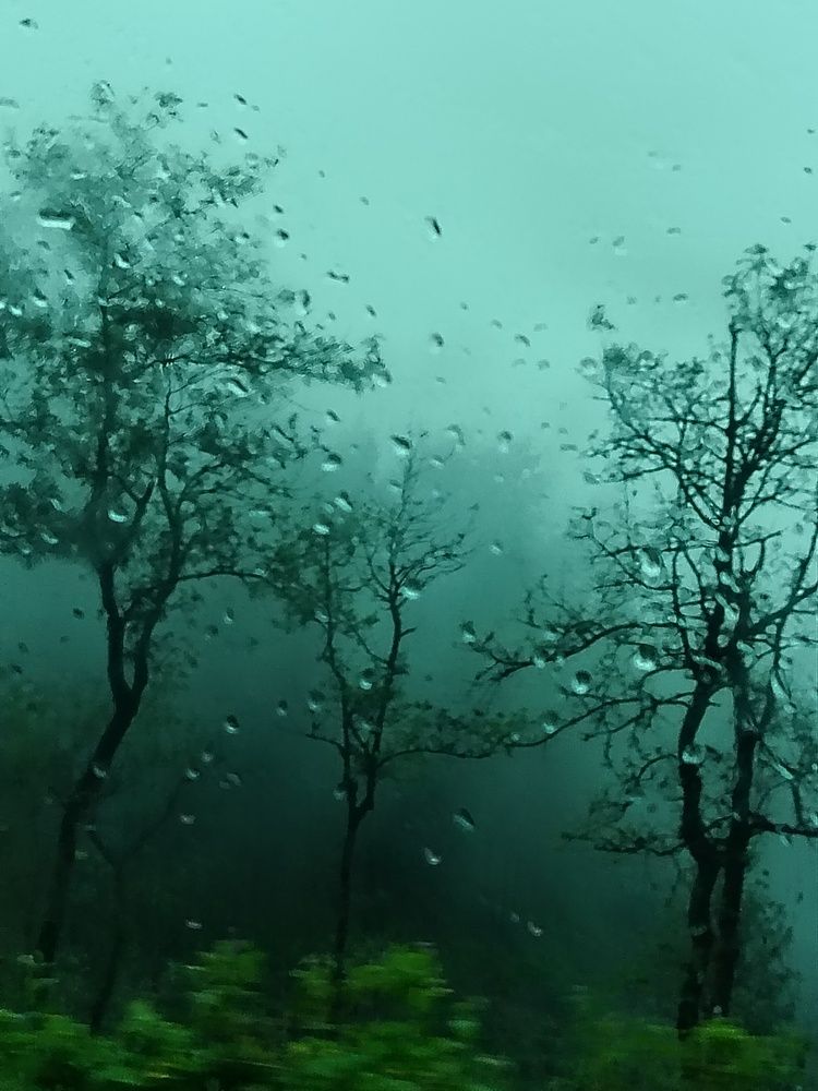 View of rain forest through a glass window