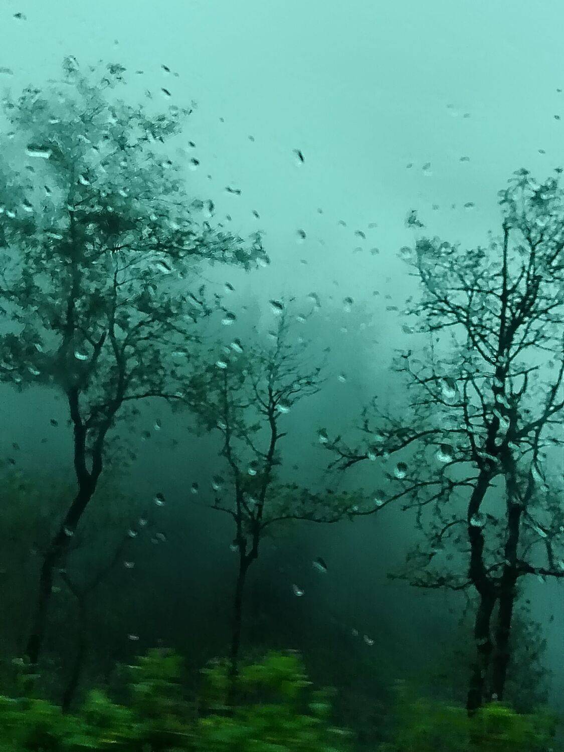 View of rain forest through a glass window