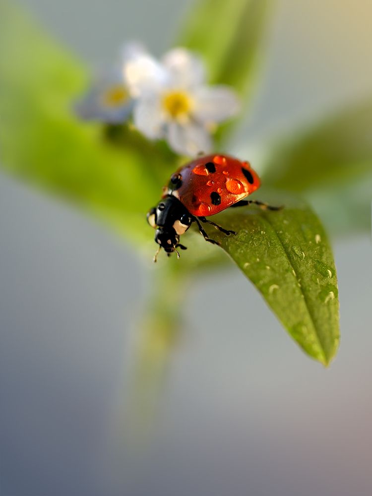 Photograph by Наталья Комиссарова