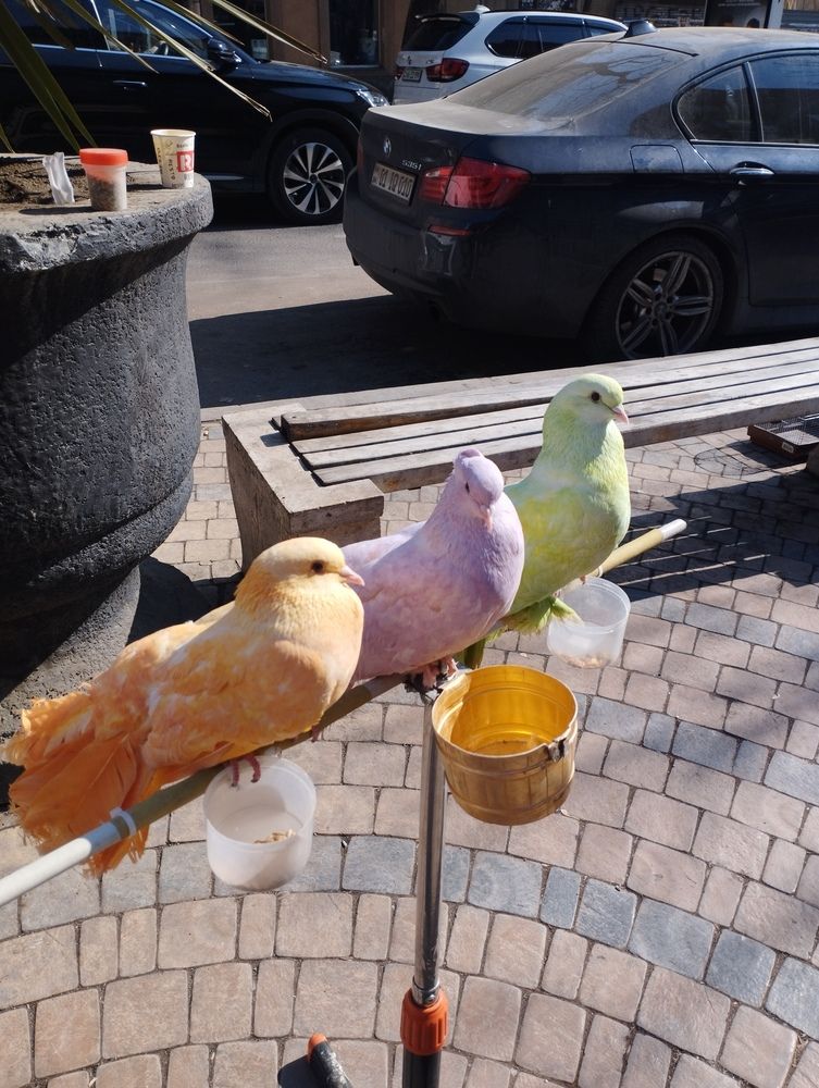 Tricolore doves beg for mercy