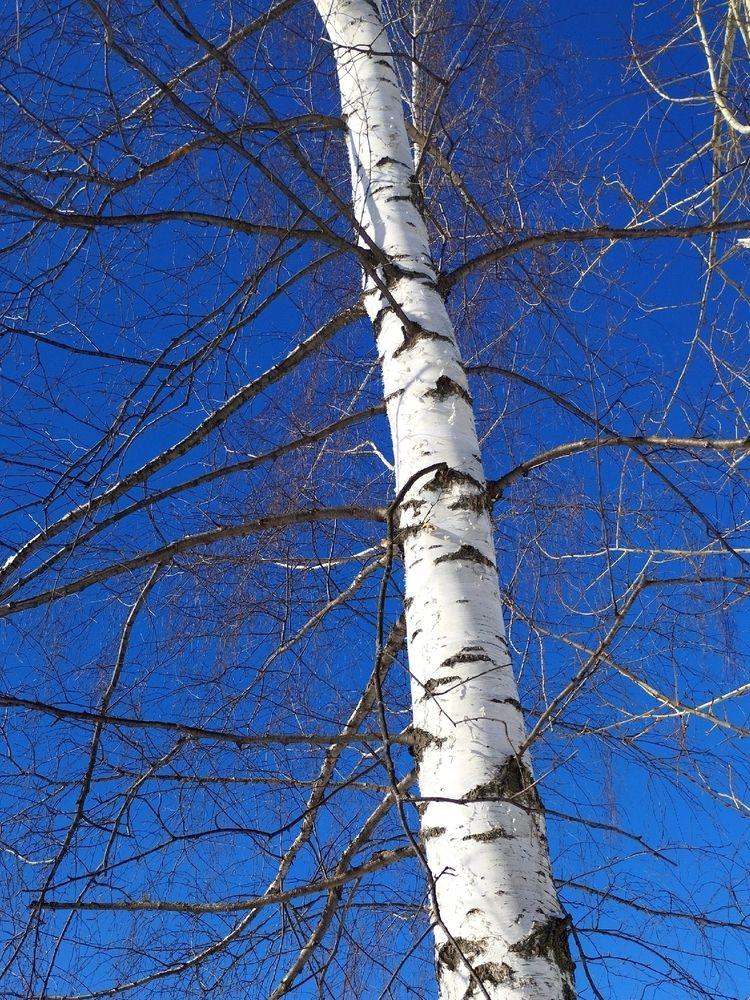 Белая береза под моим окном ..