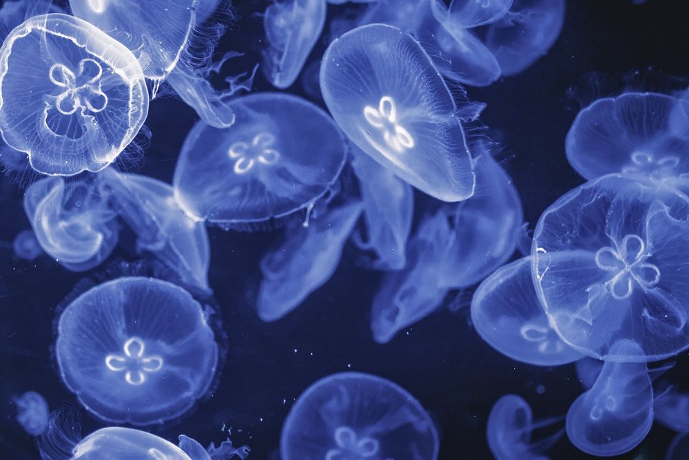 Photograph by Евгений Киевский