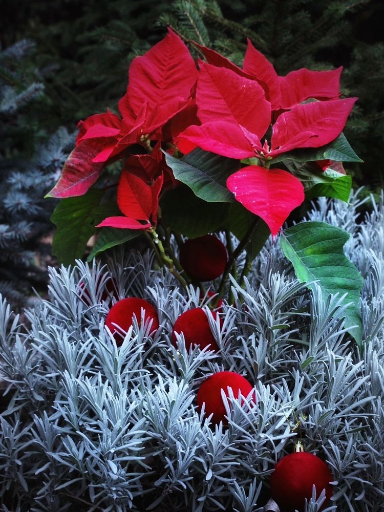 Фотография автора JELENA VASIC