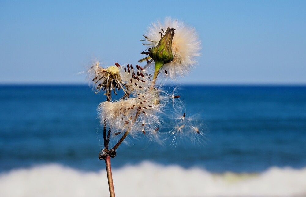 Фотография автора Olena Vorotyntseva