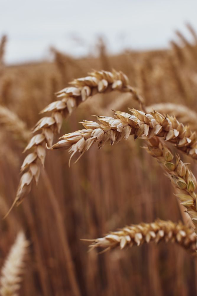 Photograph by Олеся Бронзова