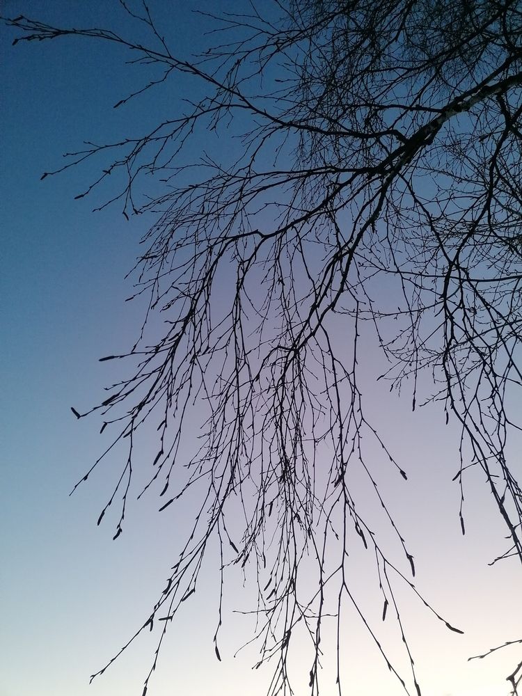 Фотография автора Галина Пылаева