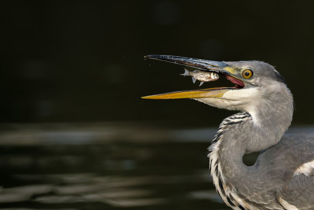 Photograph by Mariya Belyalova