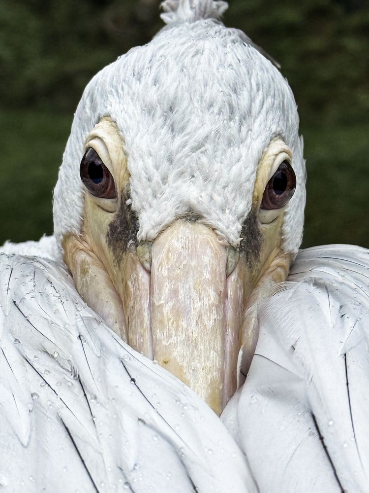 Photograph by Анна Стрелковская