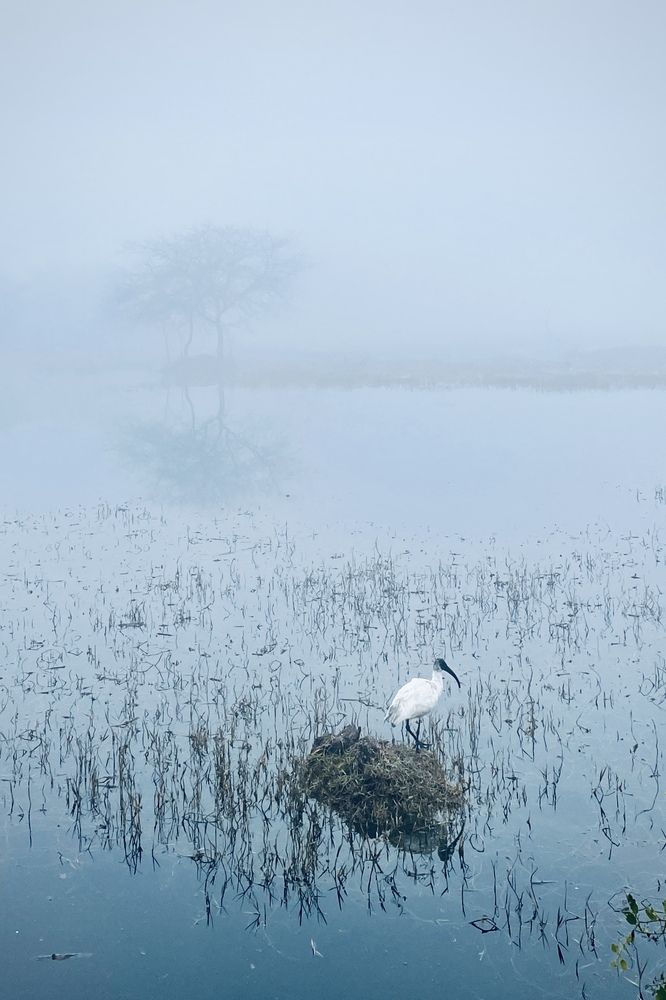 Фотография автора BIPLAB MISRA
