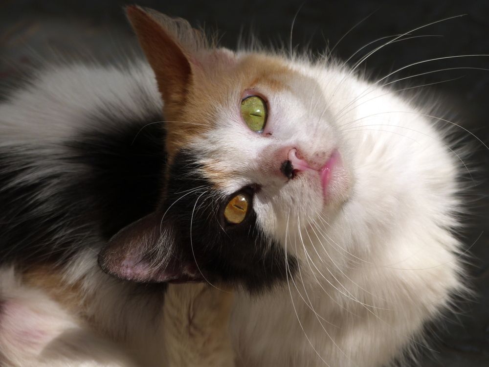 Photo #12986510