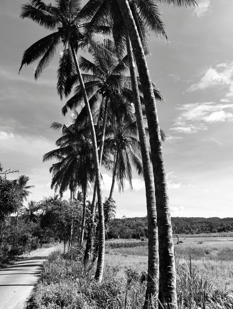 The View of Road With Coconut Trees