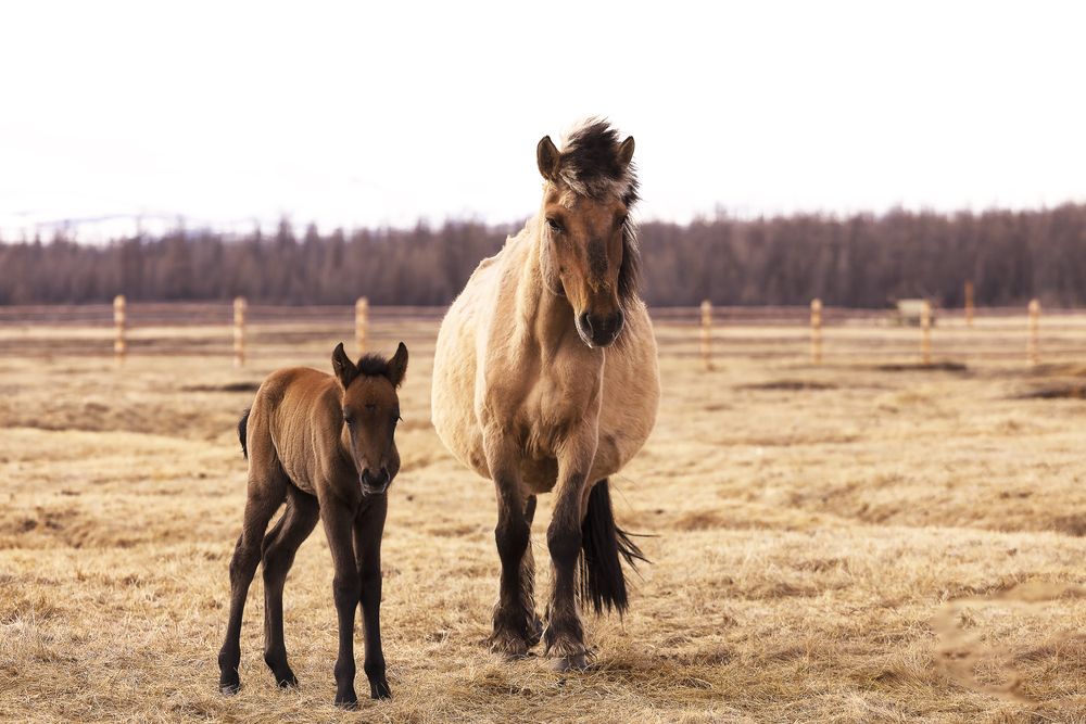 Кобыла с жеребенком.