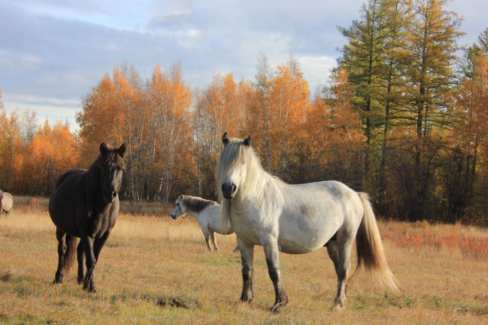 У осеннего леса.