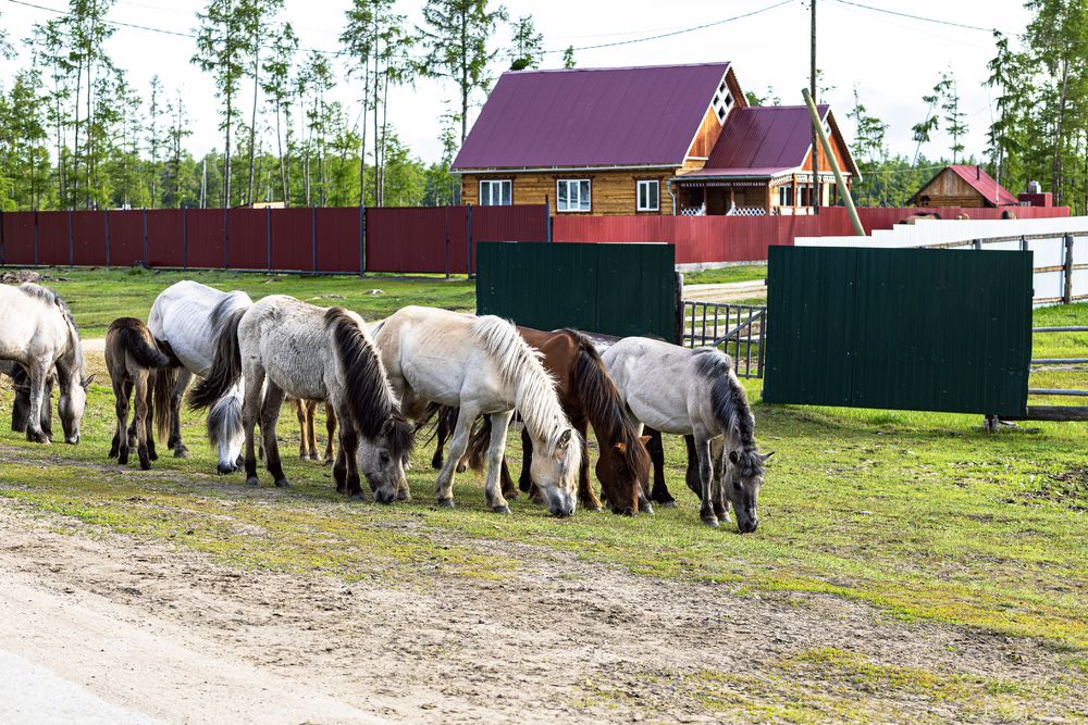 Лошади в поселке.