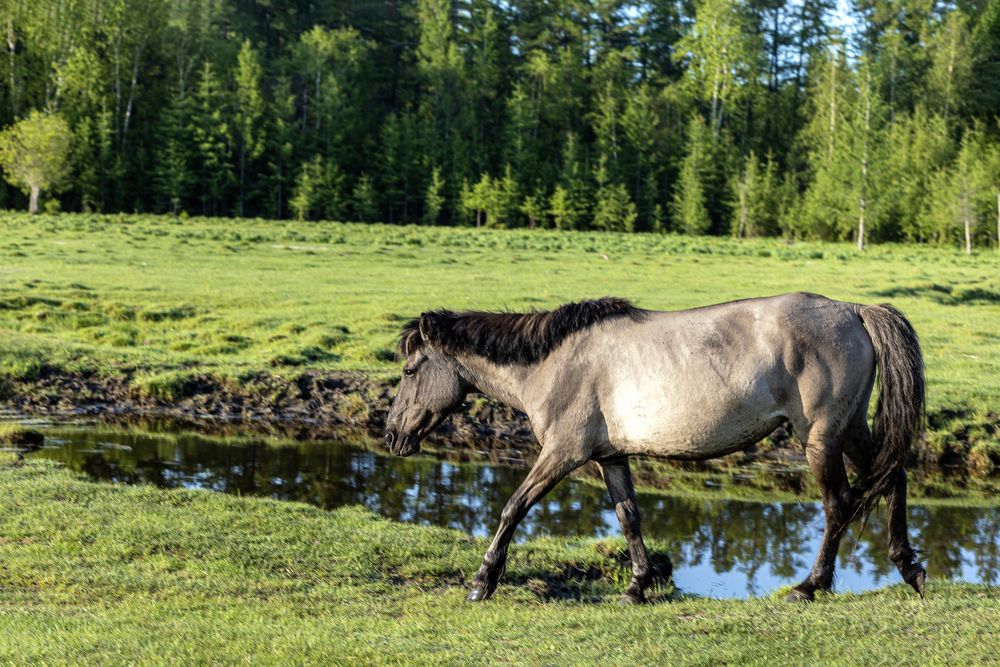На водопой.