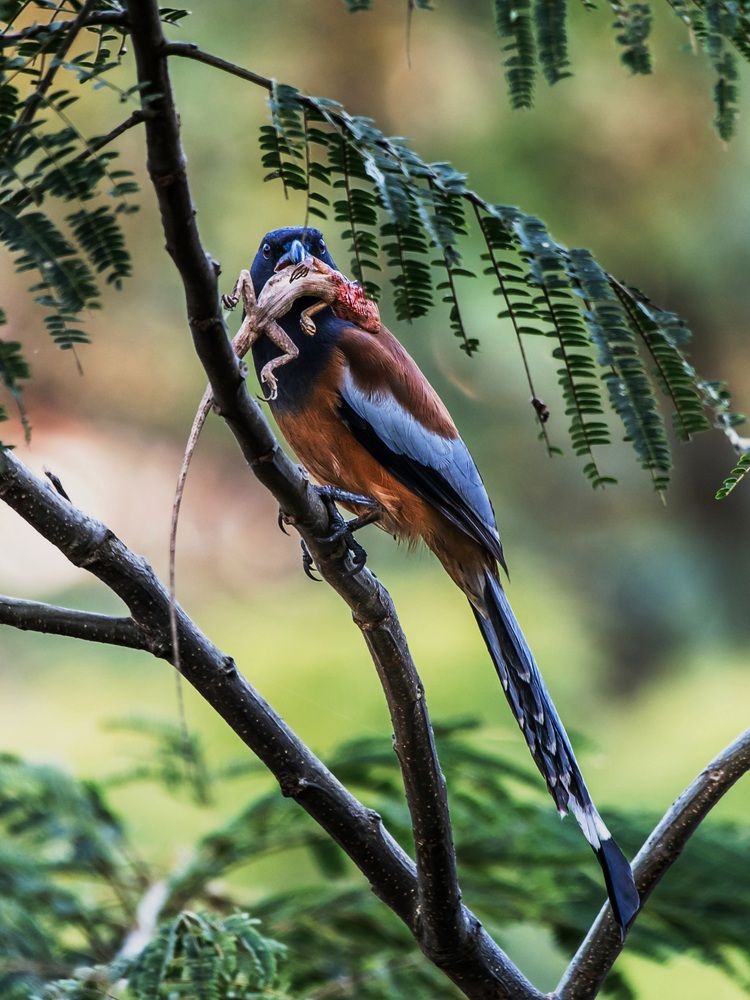 Photograph by Shiv Kumar Gupta