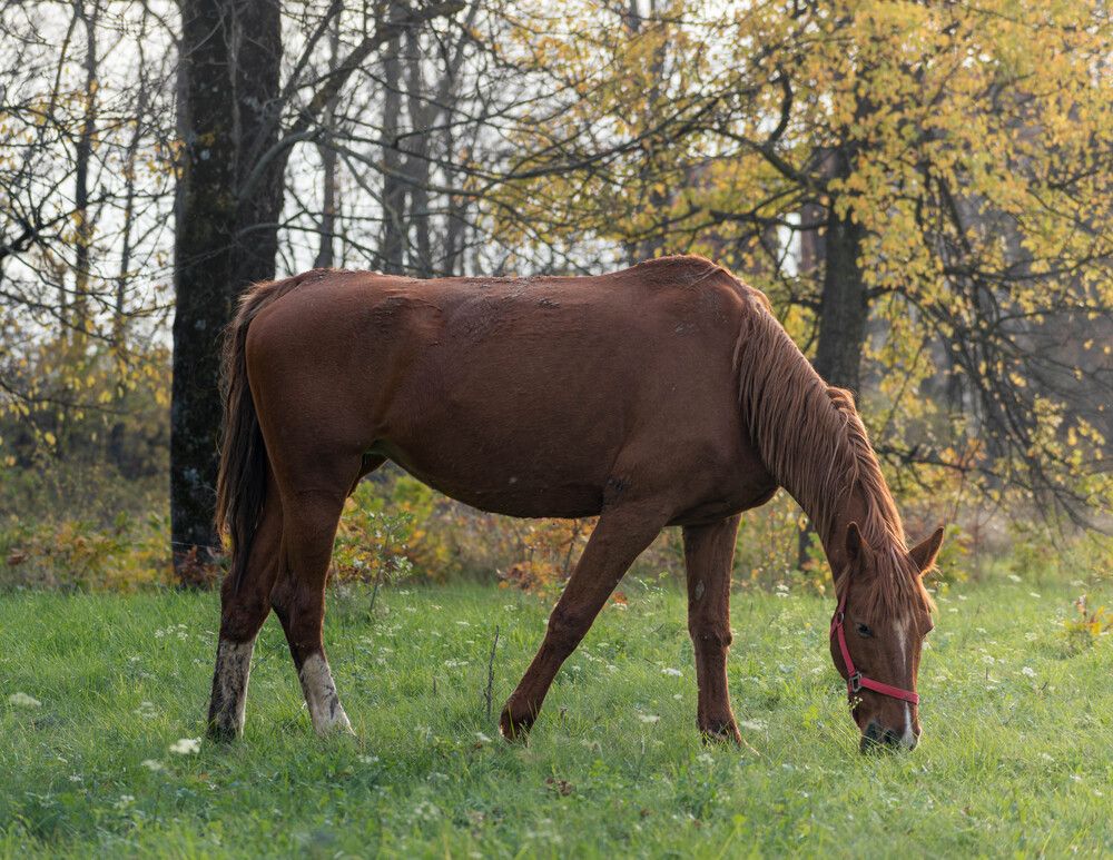 Фотография автора Milan Đorđević